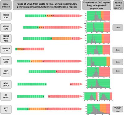 A model for the dynamics of expanded CAG repeat alleles: ATXN2 and ATXN3 as prototypes